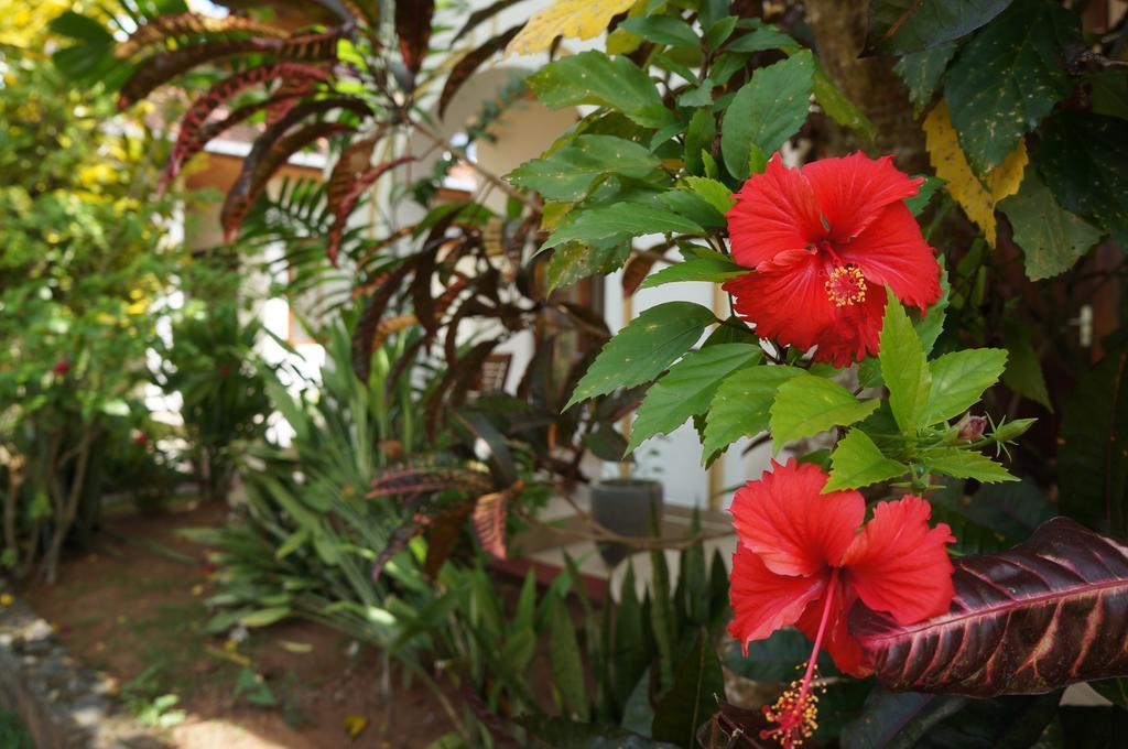 Tandem Guesthouse Hikkaduwa Exterior foto